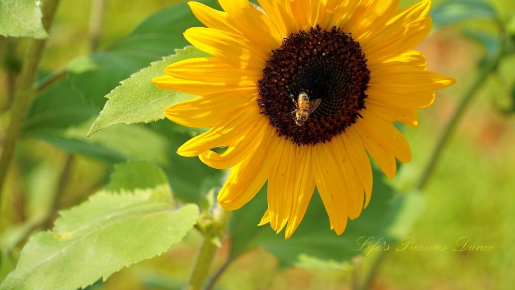 Close up of a honey bee on the disk of a yellow sunflower.