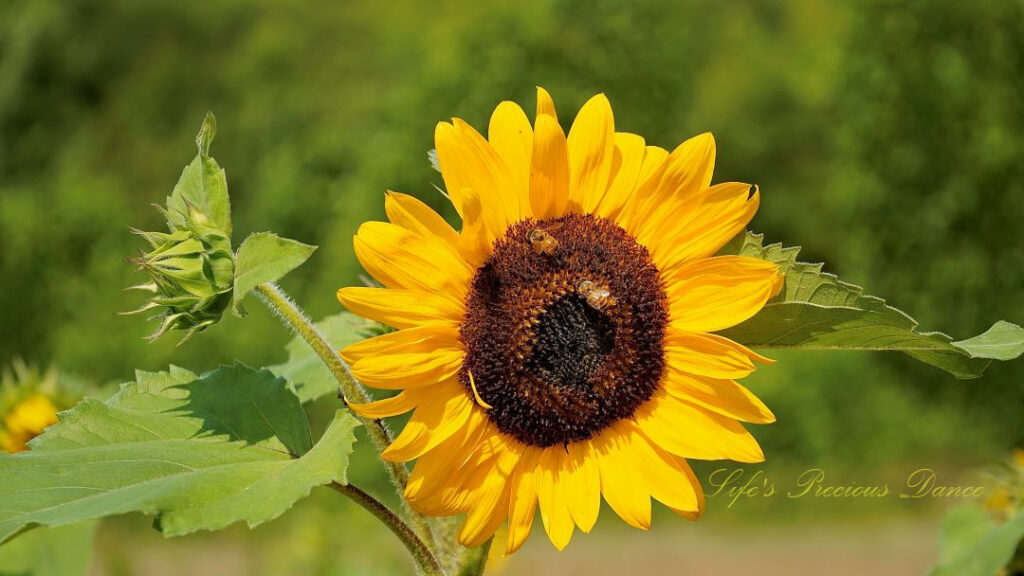 Two honeybees on the disk of a yellow sunflower