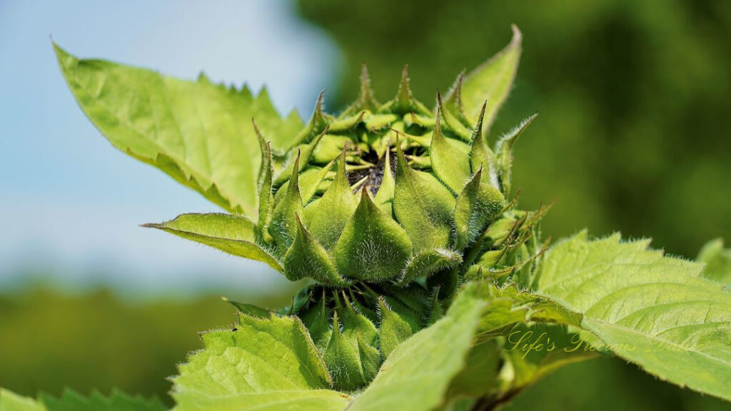 Unopened sunflower ready to bloom.