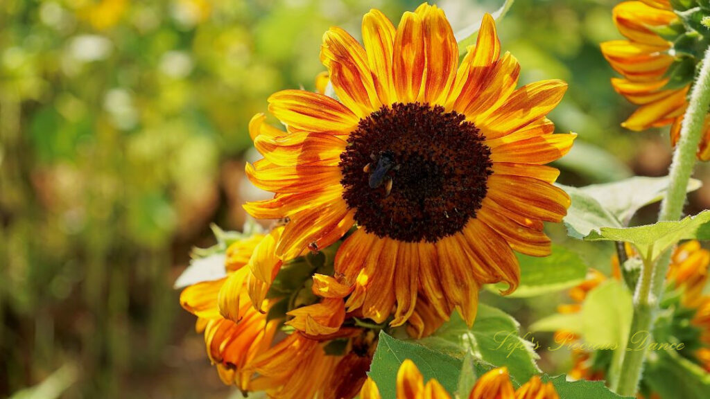 Orange and yellow sunflower with a honeybee on its disk.