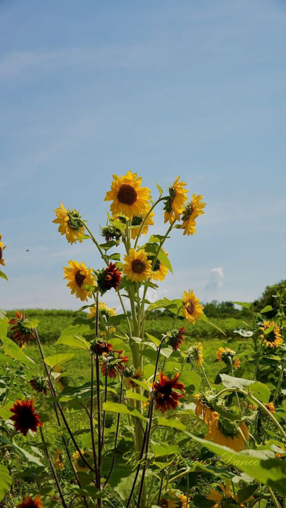 Multiple yellow sunflowers growing off of one plant, rising high above the field.