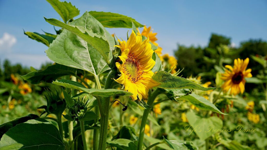 Yellow sunflower in full bloom