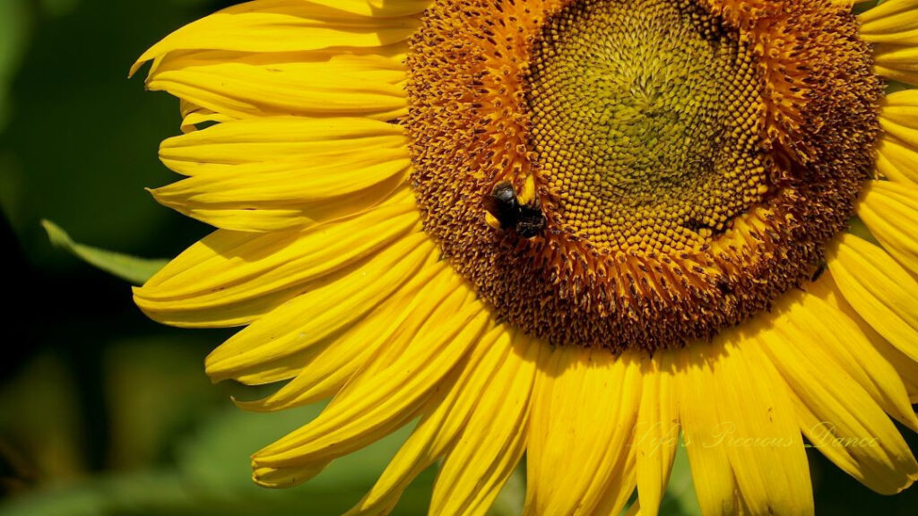 Close up of a honeybee on a yellow sunflower.