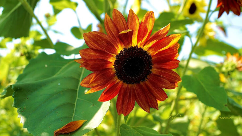 Orange and yellow sunflower growing low pon the vine.