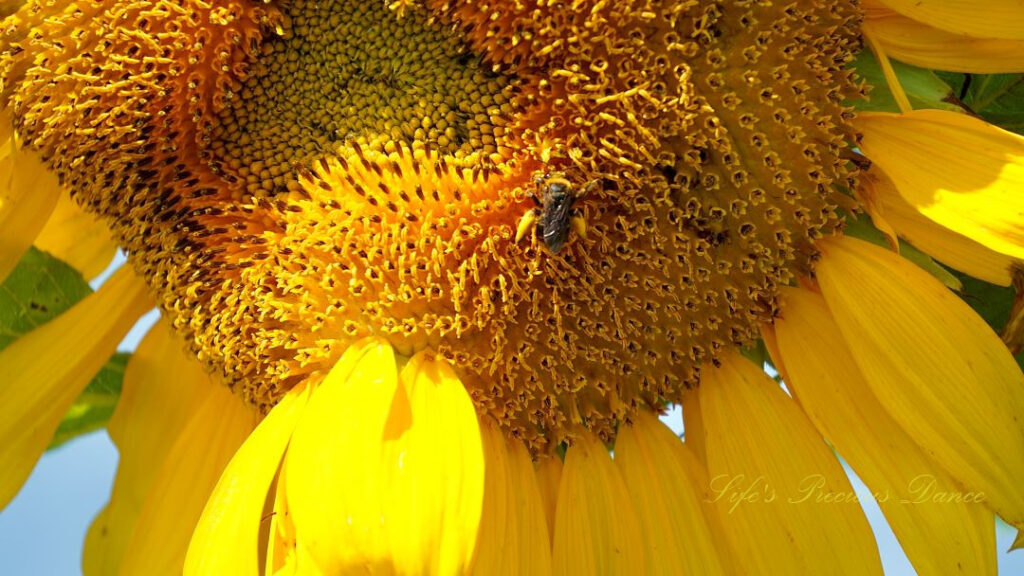 Close up of a honeybee on the disk of a yellow sunflower.