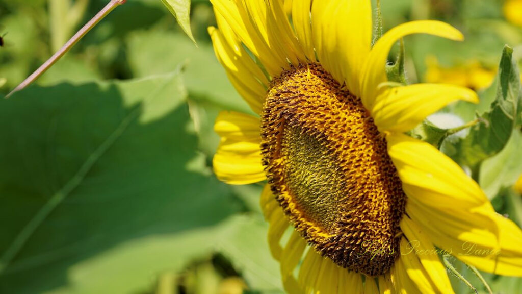 Close up of a yellow sunflower.