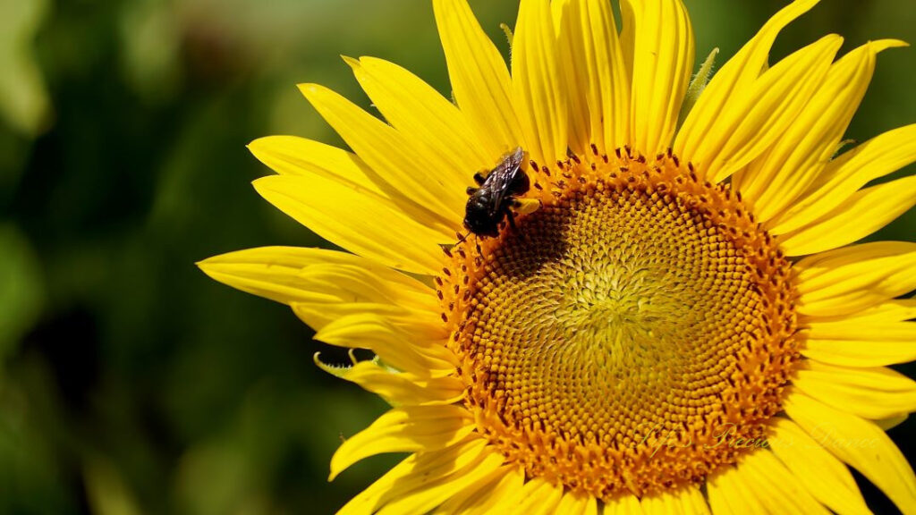 Close up of a honeybee on a yellow sunflower.