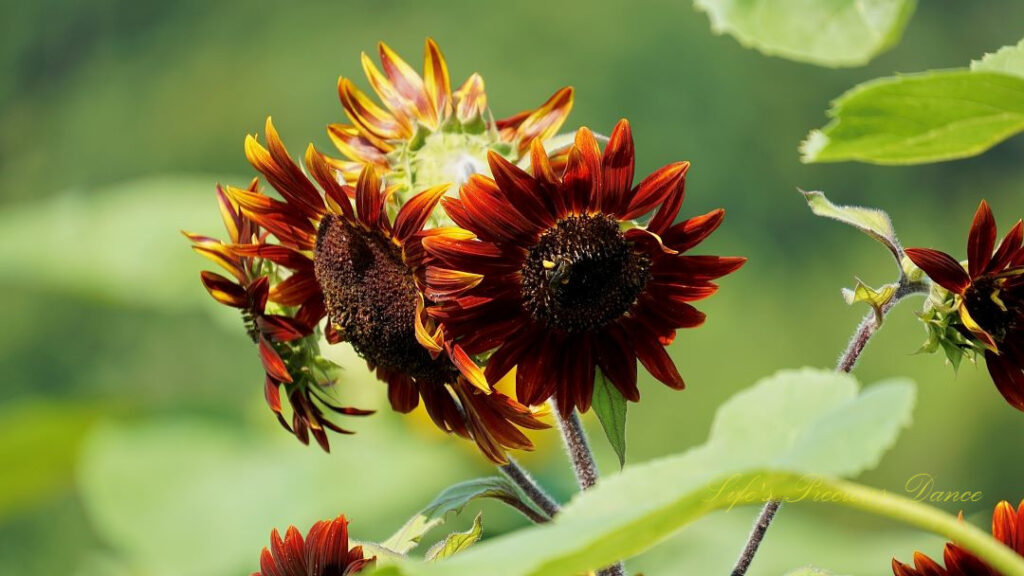 Honeybee on the disk of a rust colored sunflower. Several others in a cluster behind it.