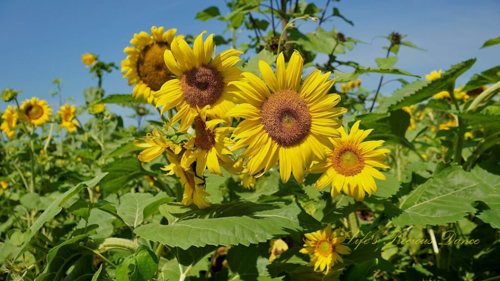 Multiple yellow sunflowers in full bloom.