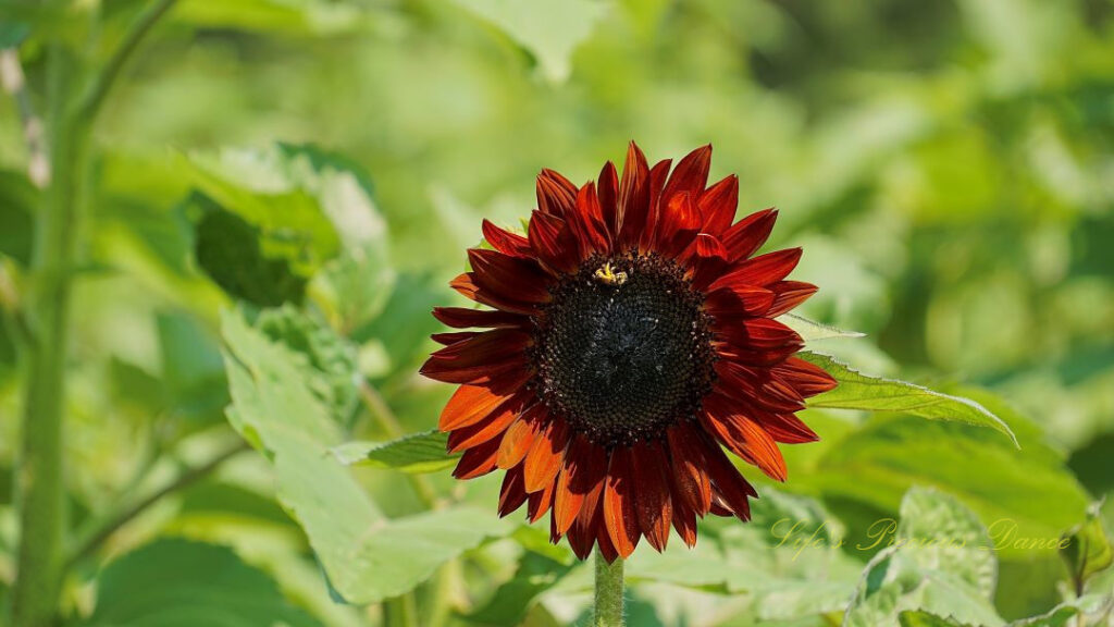 Honeybee on the disk of a rust colored sunflower.