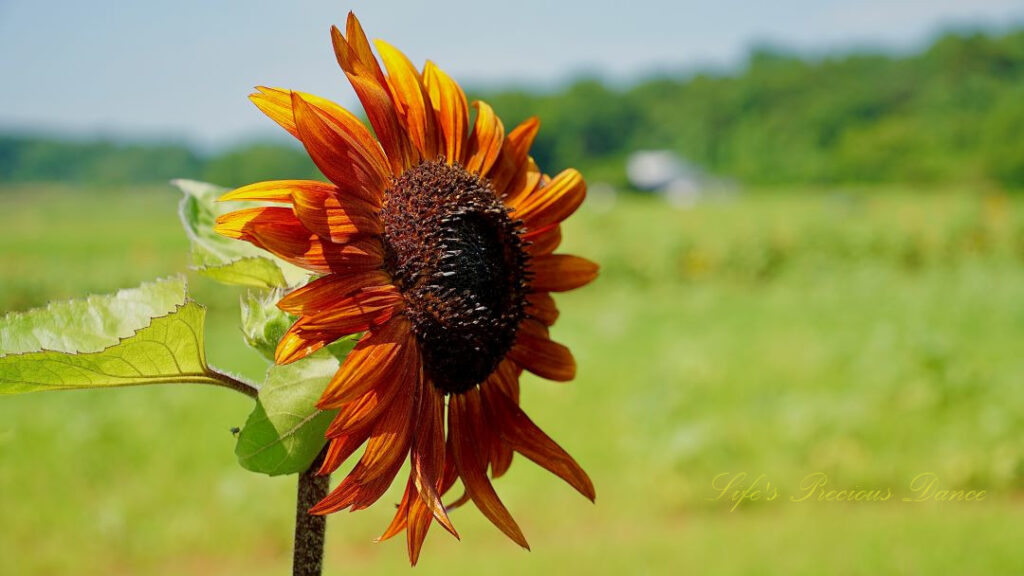 Side view of a rust colored sunflower on a vine.