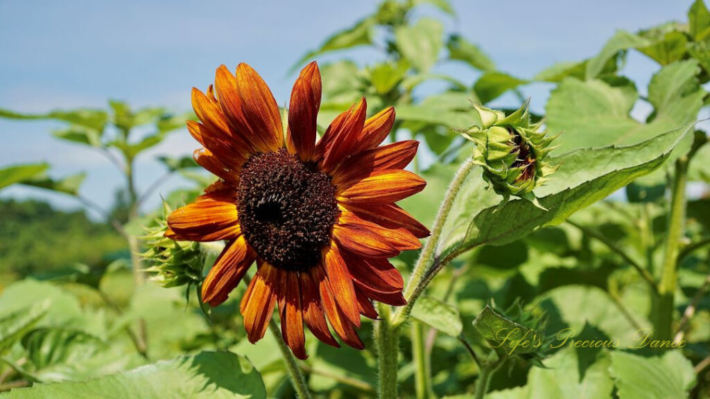 Rust colored sunflower on a vine.