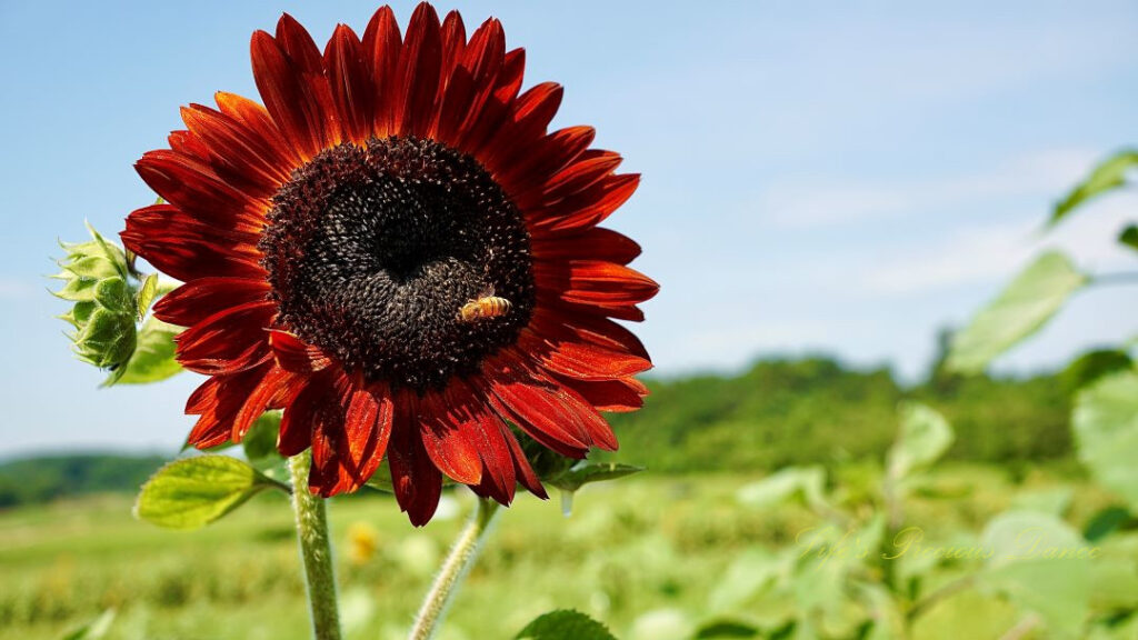 Rust colored sunflower in bloom with a honeybee on its disk.