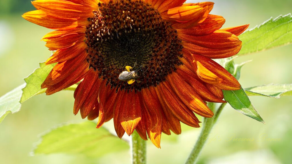 Close up of a rust colored sunflower in bloom with a honeybee on its disk.