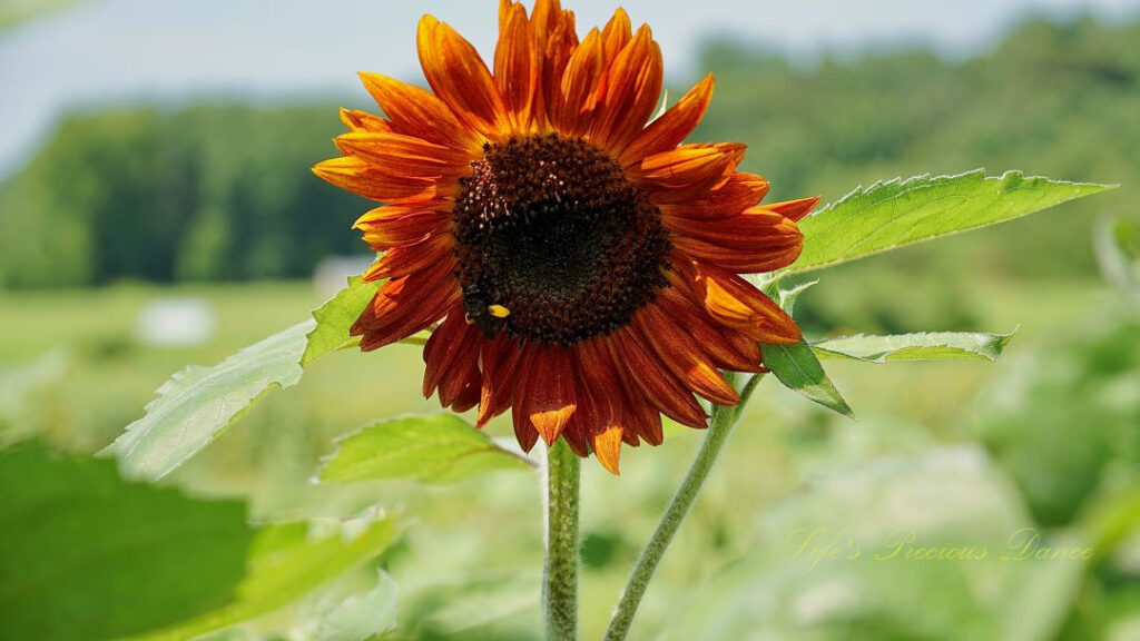 Orange sunflower in bloom with a honeybee on its disk.