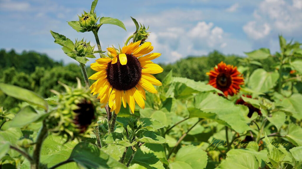 Yellow sunflower in bloom surrounded by others trying to open.