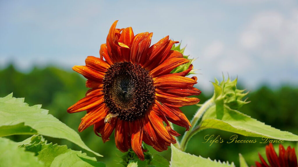 Rust colored sunflower in bloom with a honeybee on its disk.