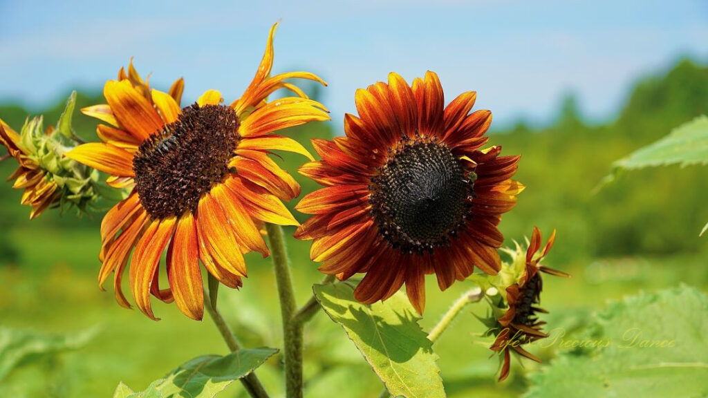 Two rust colored sunflowers side by side in bloom. ONe has a bee on its disk.