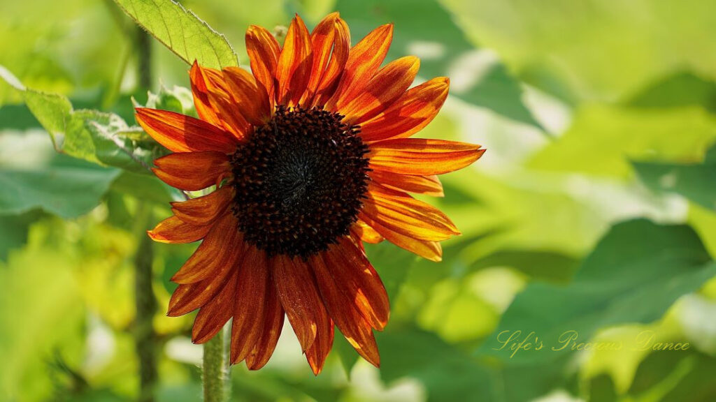 Reddish/orange sunflower in full bloom.