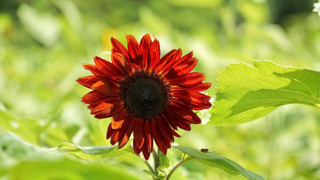 Reddish/orange sunflower in full bloom. Small insect on one of it&#039;s leaves.