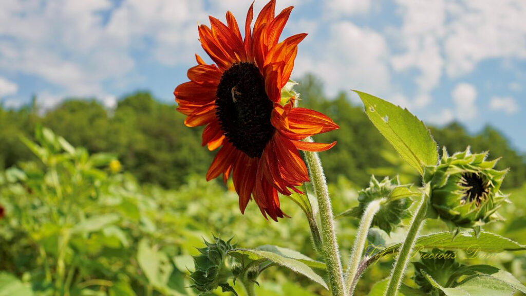 Orange and yellow sunflower in full bloom. A honey bee is on it&#039;s disk. Fluffy clouds in the background.