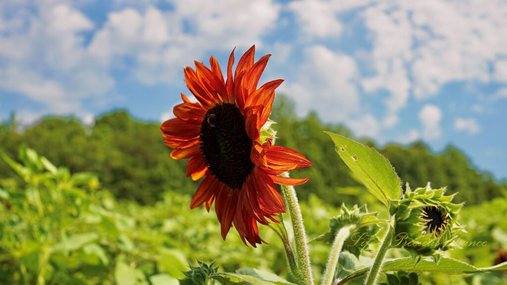 Orange and yellow sunflower in full bloom. A honey bee is on it&#039;s disk. Fluffy clouds in the background.