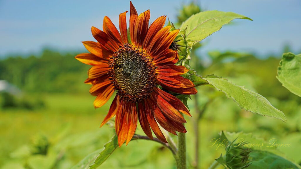 Rust colored sunflower on a vine.