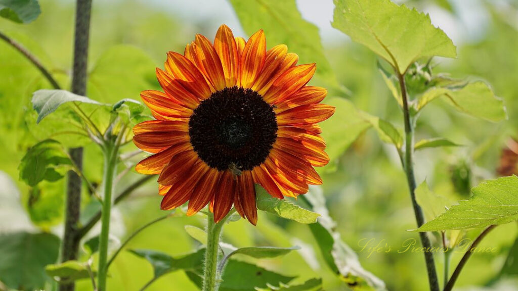 Orange and yellow sunflower in full bloom. A honey bee is on it&#039;s disk.