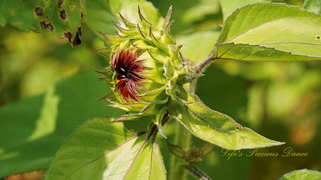 Unopened sunflower ready to bloom.