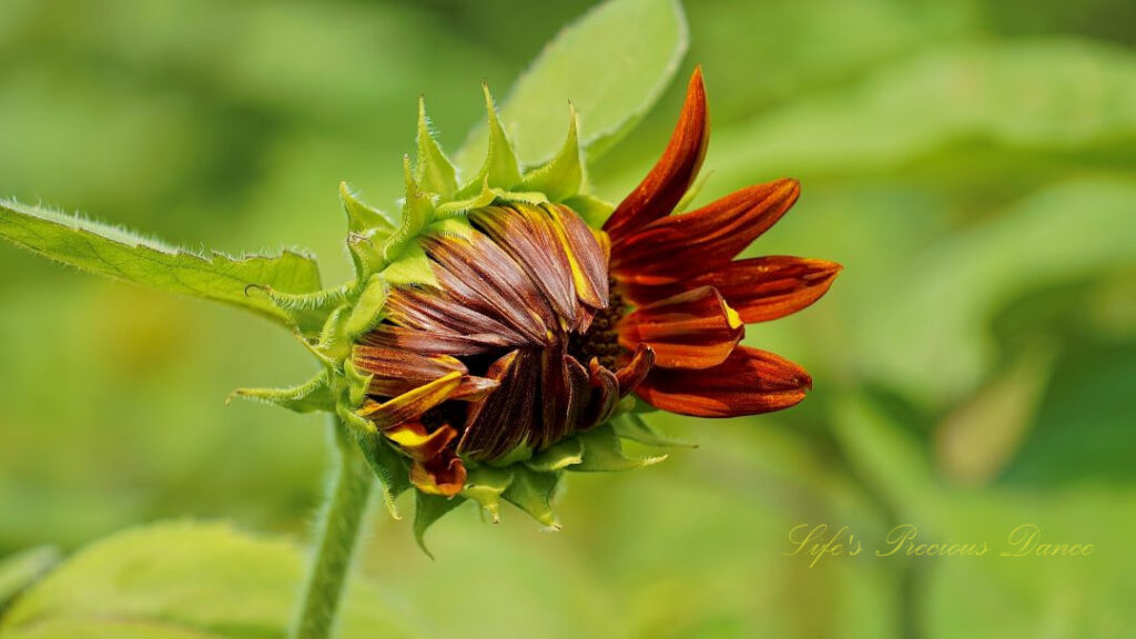 Rust colored sunflower starting to open.