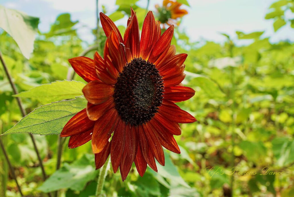 Rust colored sunflower in full bloom. An insect is on one of it&#039;s petals.