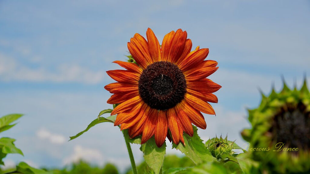 Orange sunflower in full bloom