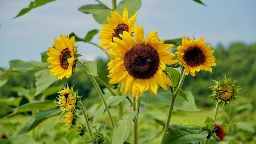 Several sunflowers in bloom and others starting to open. A honeybee is on the disk of one.