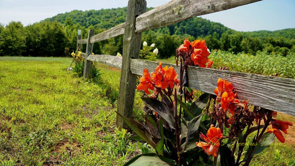 Orange canna lilies blooming along a wooden fence.