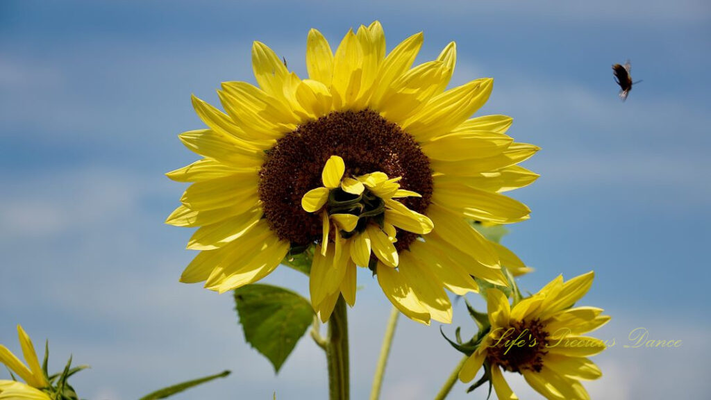 Yellow sunflower with a smaller one growing out of its center. A honeybee flying above.