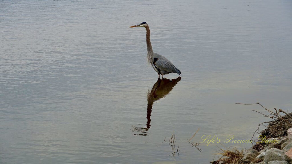 Blue Heron standing in a marsh and reflecting in the water.