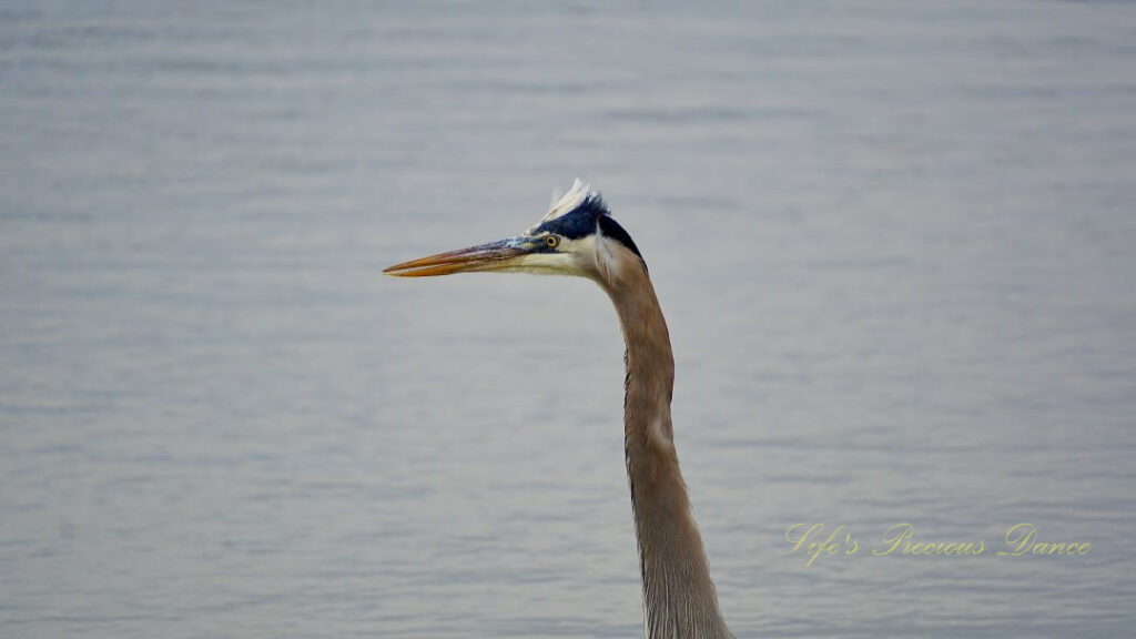 Blue Heron in front of a body of water.