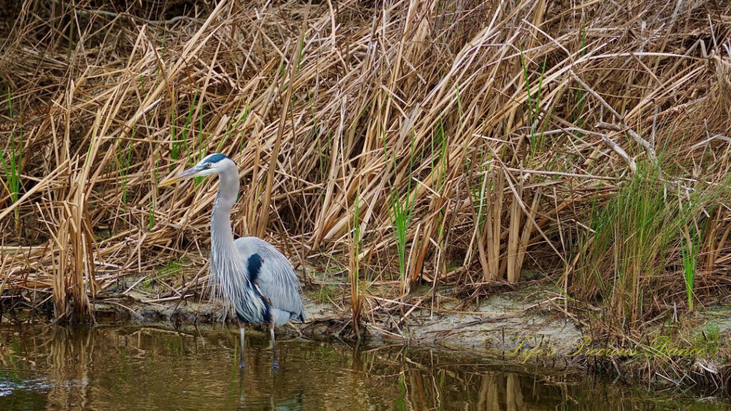 Blue Heron standing in a marsh. Dried cordgrass in the background.