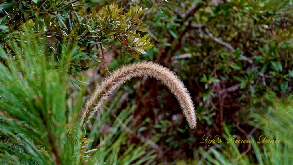 Japanese bristle grass in full bloom along a trail.