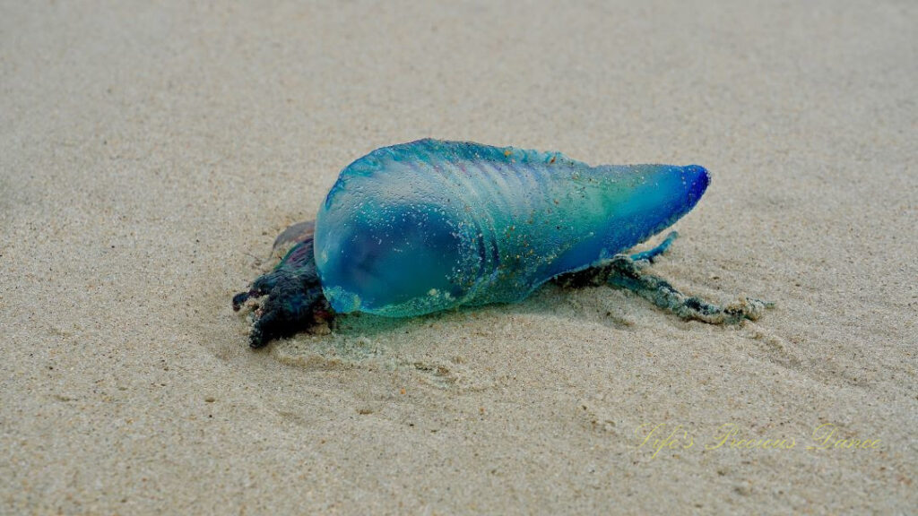 Fluorescent blue jellyfish washed up on the beach.