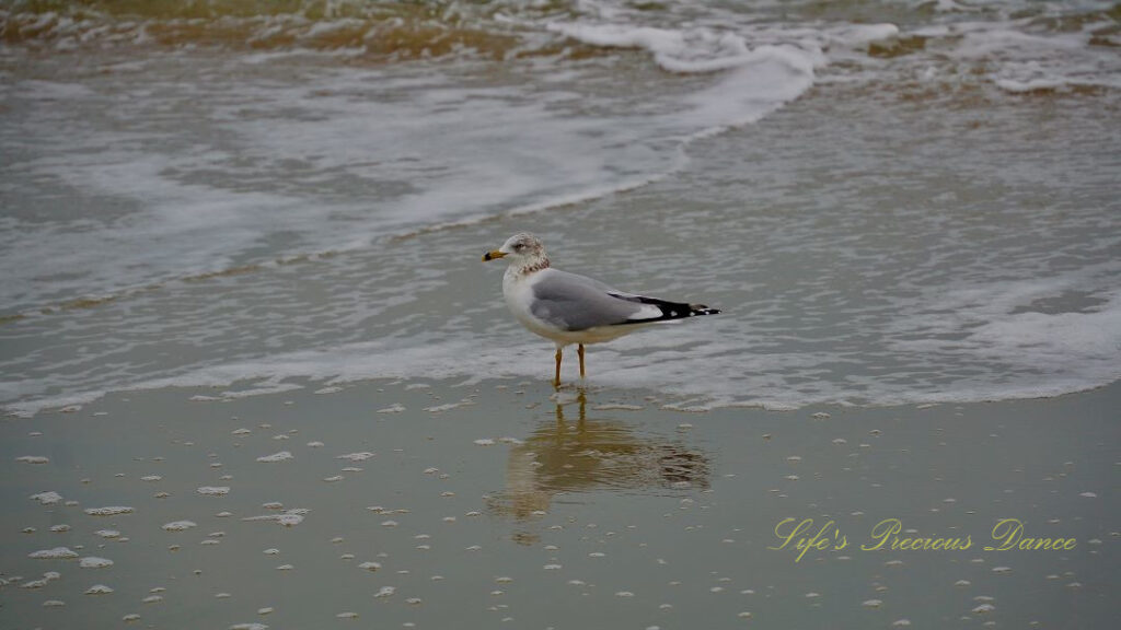 Ring-billed gull standing and reflecting on the beach as the ocean waves roll in.