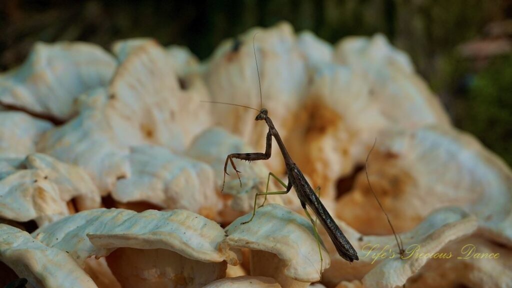 Close up of a Praying Mantis on a large mushroom with its head tilted