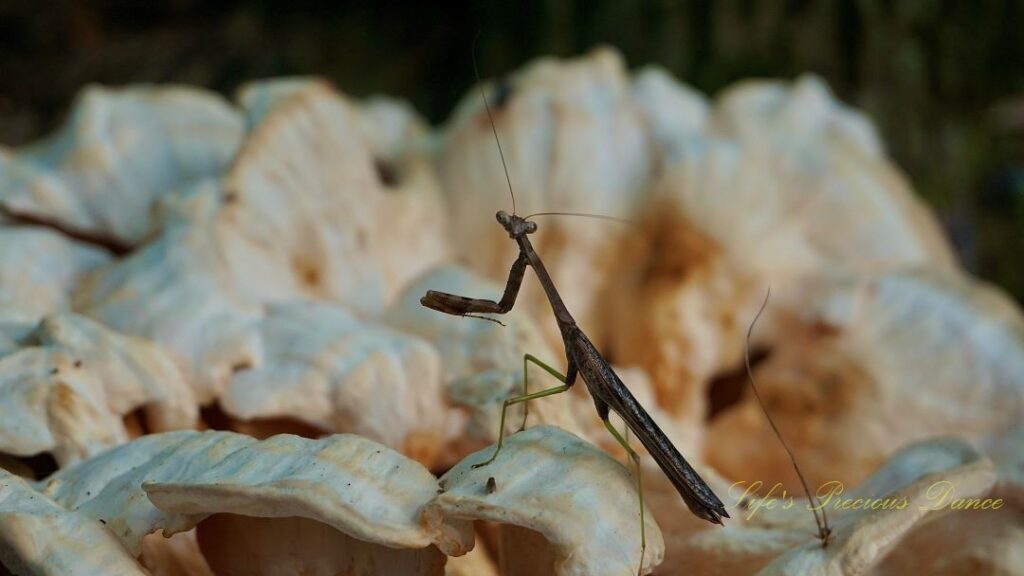 Close up of a Praying Mantis on a large mushroom looking at camera