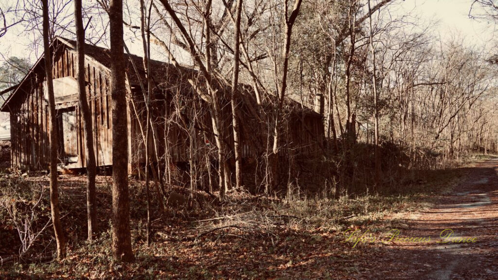 Rustic old abandoned cabin along a trail.