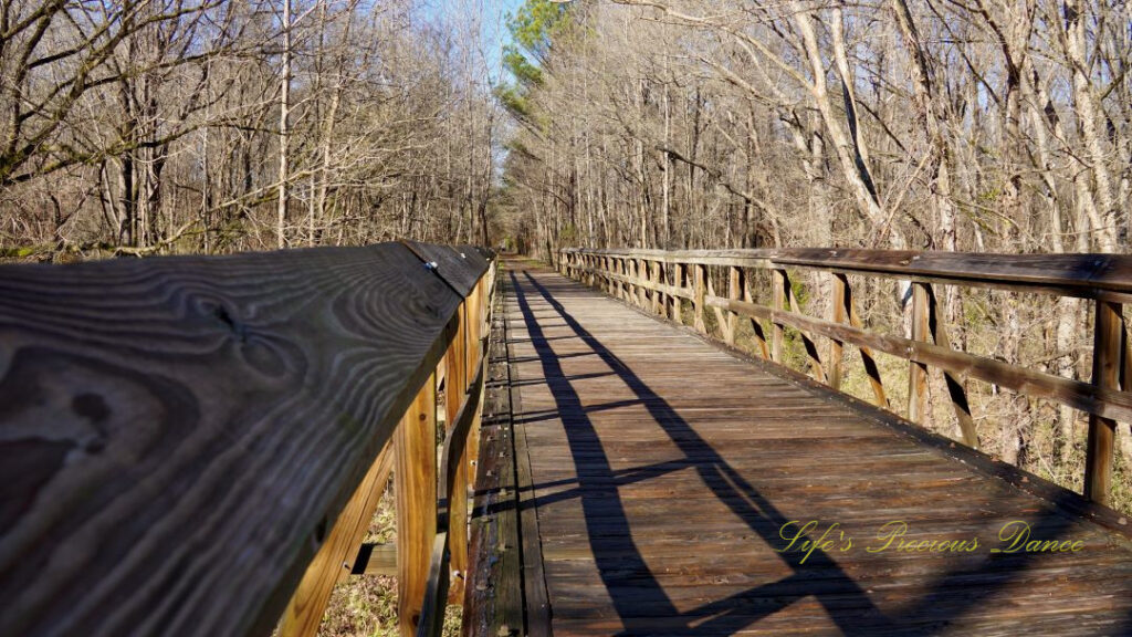 Straight on view looking down a raised walking bridge. Bare trees rising on either side.