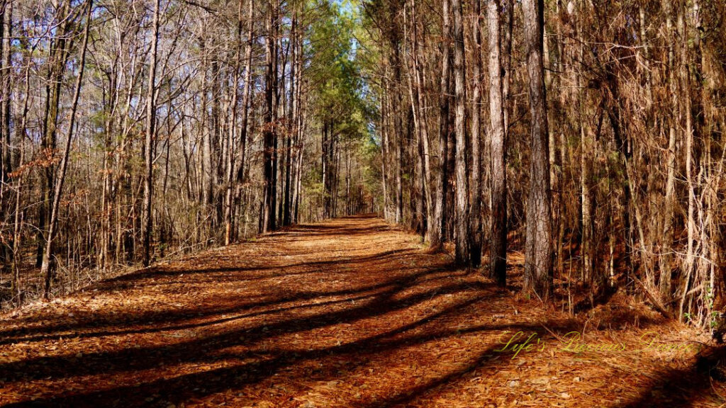 Nature trail surrounded by a mixed forest of trees.