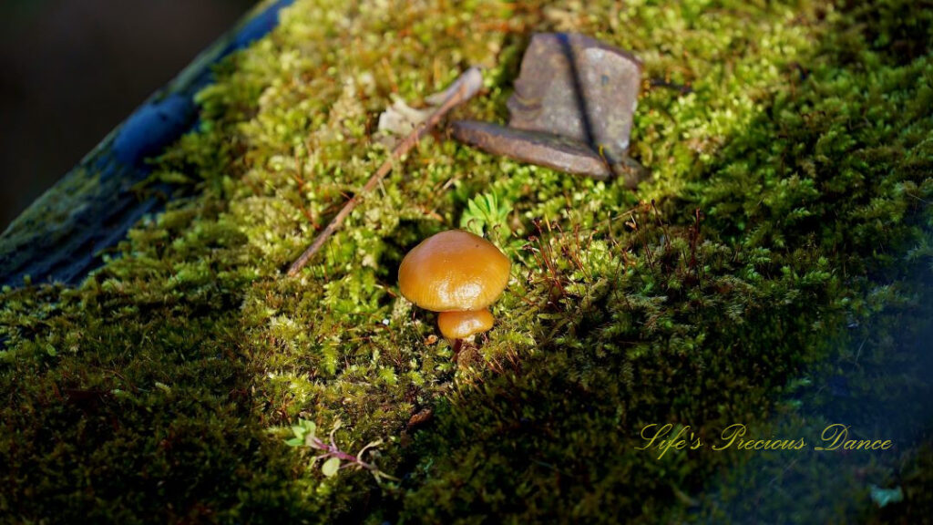 Two button mushrooms growing on moss covered wood.