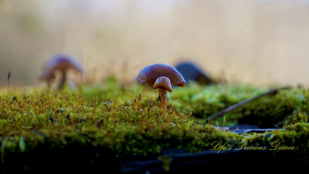 Close up of mushrooms growing on a moss covered surface.