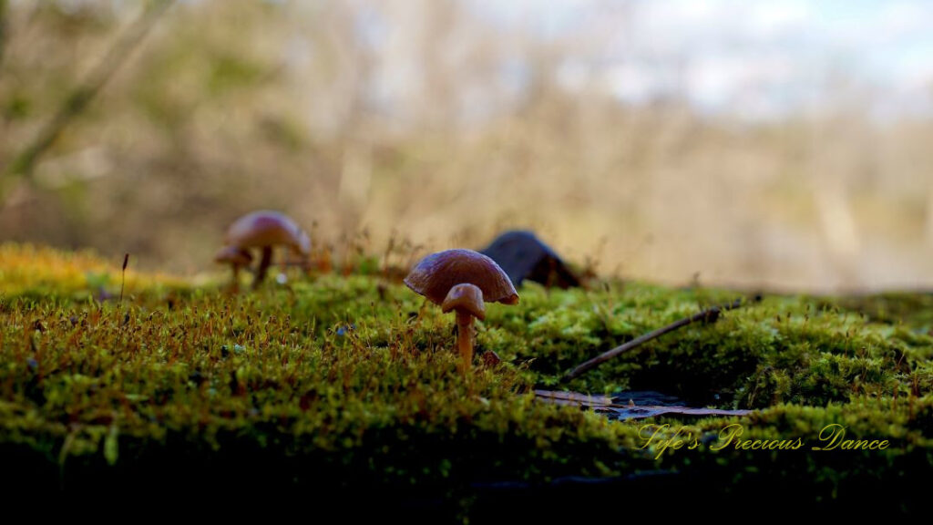 Close up of mushrooms growing on a moss covered surface.