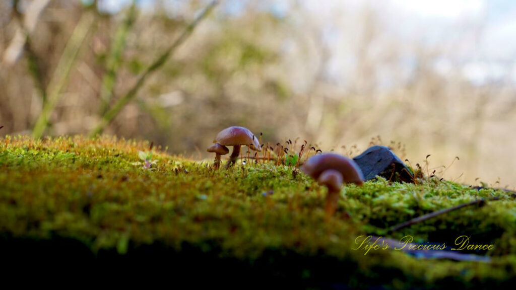 Close up of mushrooms growing on a moss covered surface.